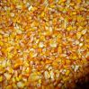 Yellow Feed Corn (Maize)