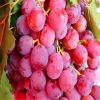 Fresh Grapes/Black Grapes/Sharad Seedless Grapes