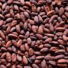 Cocoa Beans