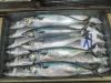 good quality pacific mackerel