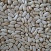 premium quality Safflower seeds