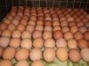 chicken eggs, table eggs, fertilized hatching eggs, white egg, brown egg, egg