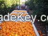 Fresh Orange fruits wholesale