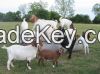 Healthy Live Full Blood Boer Goats and Saanen Goats