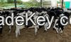 Holstein Heifers 3-8 month, pregnant Cows and Boer Goats