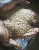 Natural Hulled Sesame Seeds of African Origin