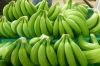 Fresh Green cavandish banana new crop very High grade bananas