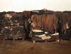 Animal Dry and Wet Salted Donkey/Goat Skin /Wet Salted Cow Hides for sale