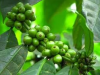 100% Organic Specialty Grade Arabica Coffee Beans, Green Ethiopian Coffee Bean