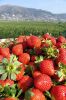 Fresh Picked Strawberries