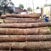 Timber Wood Logs for Sale