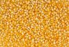 AAA Grade Yellow Corn/Maize Best for Human Consumption