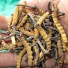 Cordyceps Sinensis Health Care Products for export worldwide