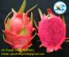 100% Fresh Dragon Fruit from Vietnam - Red/White Flesh Dragon Fruit