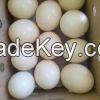 Fresh Ostrich Egg