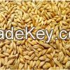 Barley for Animal and Human Consumption