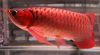 Super red arowana fish for sale