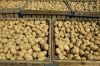 Fresh Potato New Harvest Supplier Best Price