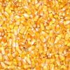 Yellow Dried Maize / Corn