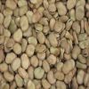 Dried Broad Beans Fava Bean Faba Bean