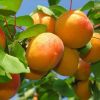 Wholesale Fresh Apricots