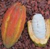 Quality Dried Cacao Beans