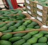 Fresh hass and fuerte Avocados