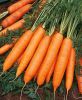 Fresh Carrot