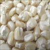 White Maize Corn for For Sale