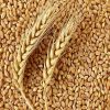 Wheat Grain (13.5 Protein)