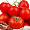 High quality fresh cherry tomatoes with Fresh tomatoes