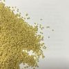 2019 yellow millet for bird feed white millet