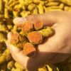 Turmeric fingers, new crop 2020 with good price