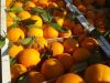 Fresh Citrus Fruit Navel Orange