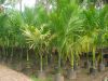 Oil Palm tree saplings seedlings