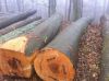 Beech Round Logs