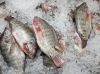 Frozen Tilapia Fish