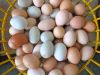 CHICKEN EGGS / OSTRICH EGGS