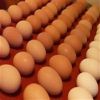 Fresh chicken Table Eggs(white/Brown)
