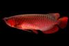 Top quality Grade AAA Asian Arowana fishes from genuine breeders available on sale now, 