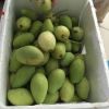 Green organic Mango for sale