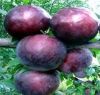 Quality Fresh plums