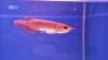 BUY AROWANA FISH NOW!!PRICES REDUCED