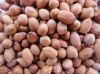 Quality Groundnuts / Peanuts (Java & Bold), Peanut kernels, Blanched peanuts  on 30% discount