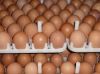 Fresh Laid Organic chicken / Table Eggs. 30% Discount sale now