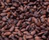 COCOA BEANS