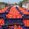 fresh tomatoes for sale