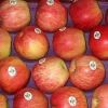 Royal Gala apples for sale