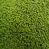 Grade A green mung beans for sale