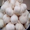 fresh white garlic